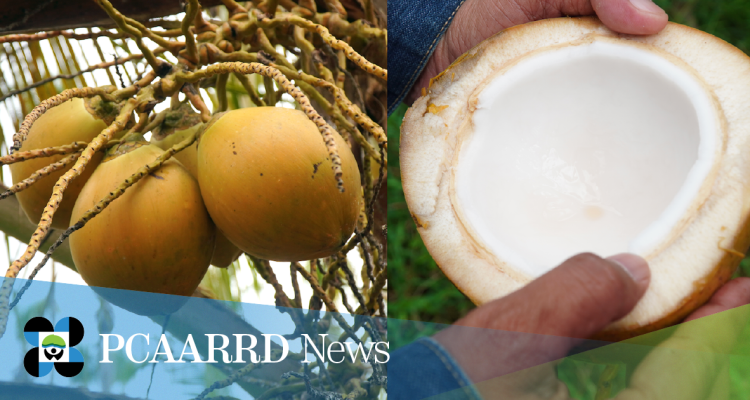 DOST-PCAARRD, PCA report initial yield performance of 4 new coconut hybrids